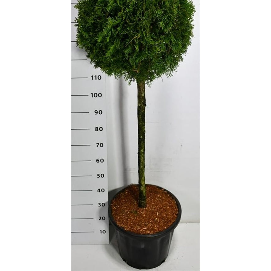 Thuja – Thuja occidentalis 'Smaragd' - C35 80 cm. Stam